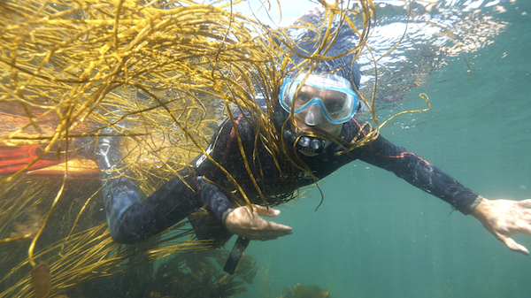 Vincent Doumeizel plonge parmi les algues